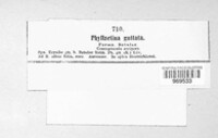 Phyllactinia guttata image